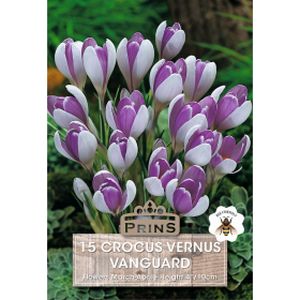 Prins Crocus Vernus Vanguard