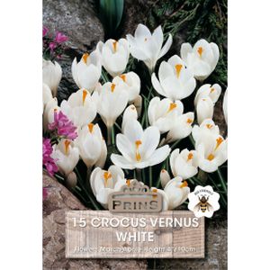 Prins Crocus Vernus White