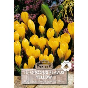 Prins Crocus Vernus Yellow