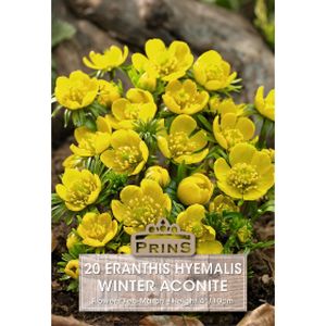 Prins Eranthis Winter Aconite