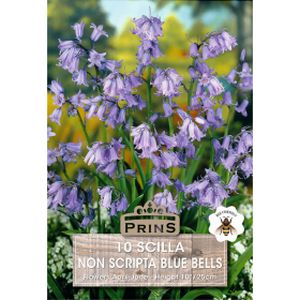 Prins Hyacinthoides Non-Scripta Blue Bells