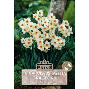 Prins Narcissus Cragford