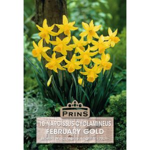 Prins Narcissus February Gold