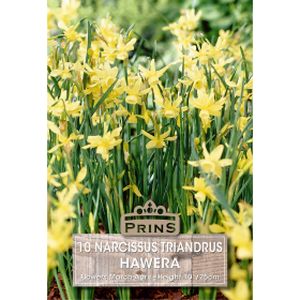 Prins Narcissus Hawera