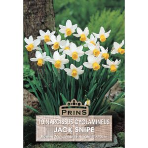 Prins Narcissus Jack Snipe