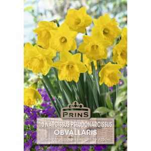 Prins Narcissus Obvallaris