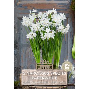 Prins Narcissus Paperwhite