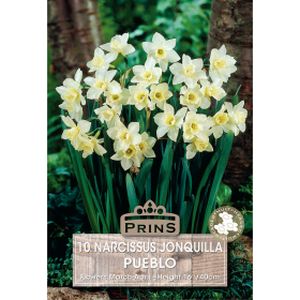 Prins Narcissus Pueblo