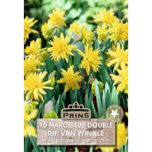 Prins Narcissus Rip Van Winkle