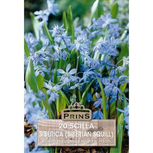 Prins Scilla Siberica