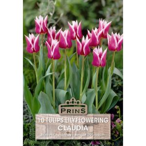 Prins Tulips Claudia