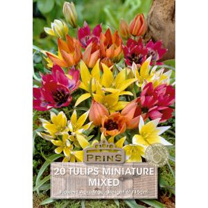 Prins Tulips Miniature Mixed