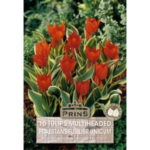 Prins Tulips Praestans Fusilier Unicum