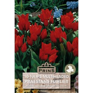 Prins Tulips Praestans Fusilier