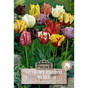 Prins Tulips Parrot Mixed