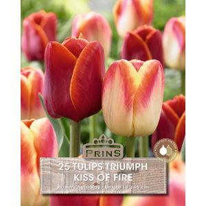 Prins Tulips Triumph Kiss Of Fire