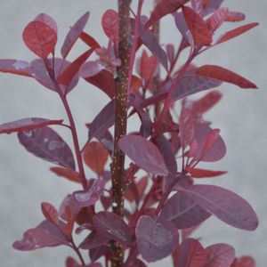 Cotinus coggygria 'Lilla' 7.5L