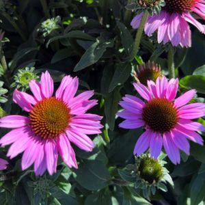 Echinacea 'Sunseekers Pink' 3L