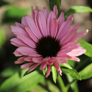 Echinacea 'Sunseekers Salmon' 3L