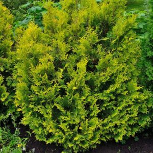 Thuja occidentalis 'Stolwijk' 1L