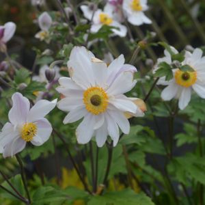 Anemone x hybrida 'Dainty Swan' 3L