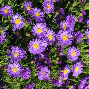 Aster dumosus 'Blue Lapis' 2L