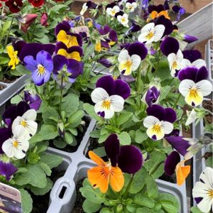 Viola Winged Mixed Multi-Pack