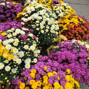 Chrysanthemum (Mixed) Trio 5L