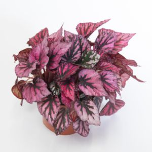 Begonia 'Beleaf Indian Summer' (12cm Pot)