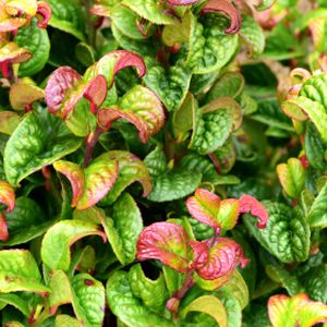 Leucothoe axillaris 'Curly Red' 15L