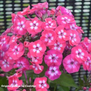 Phlox paniculata 'Famous Coral' 3L