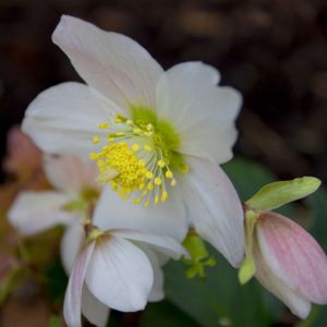 Helleborus niger 'Christmas Carol' 6-Pack