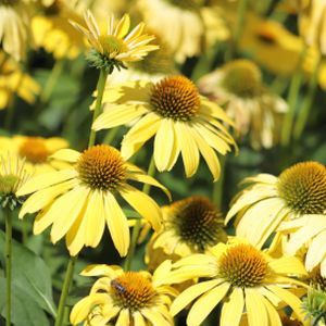 Echinacea Sunseekers 'Yellow' 3L