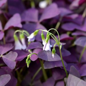 Oxalis triangularis 'Mijke' (12cm Pot)