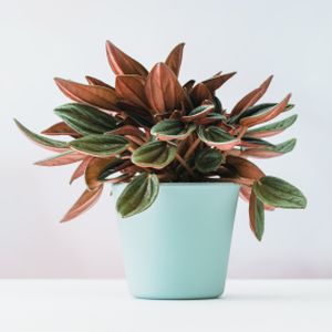 Peperomia caperata 'Rosso' (10.5cm Pot)