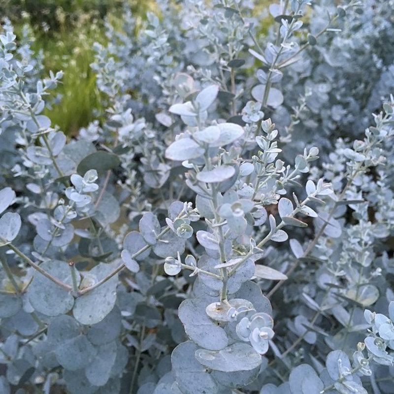 Eucalyptus gunnii 'Silverana' 7.5L - Coolings Garden Centre