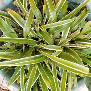 Chlorophytum comosum Mixed (12cm Pot)