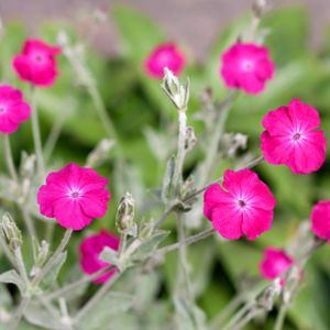 Lychnis coronaria (AGM) 2L