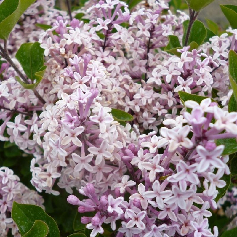 Syringa 'Josée' 10L - Coolings Garden Centre