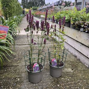 Agastache rugosa 'Beelicious Purple' 3L