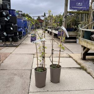 Clematis 'Kokonoe' 3L