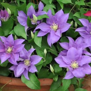 Clematis 'Olympia' (syn 'Evipo099') 3L