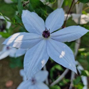 Clematis 'Tsukiko' 3L