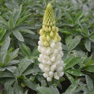 Lupinus West Country 'Polar Princess' 5L