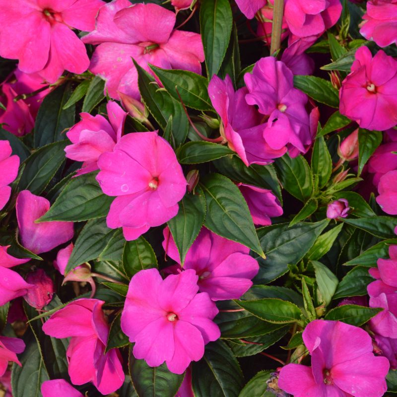 Impatiens New Guinea F1 Violet 1L - Coolings Garden Centre