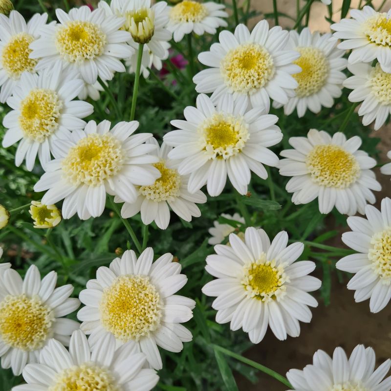 Argyranthemum Double White 1l Coolings Garden Centre 