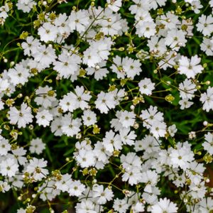 Silene alpestris 'Starry Dreams' (11cm Pot)