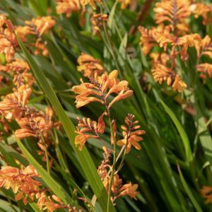 Crocosmia x crocosmiiflora 'Columbus' 2L