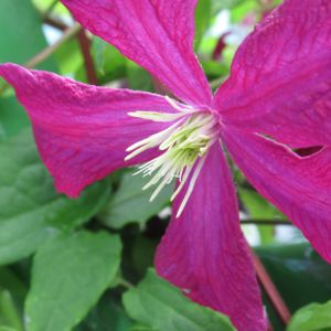 Clematis 'Wonderful' 2L