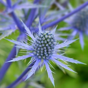 Eryngium planum 2L